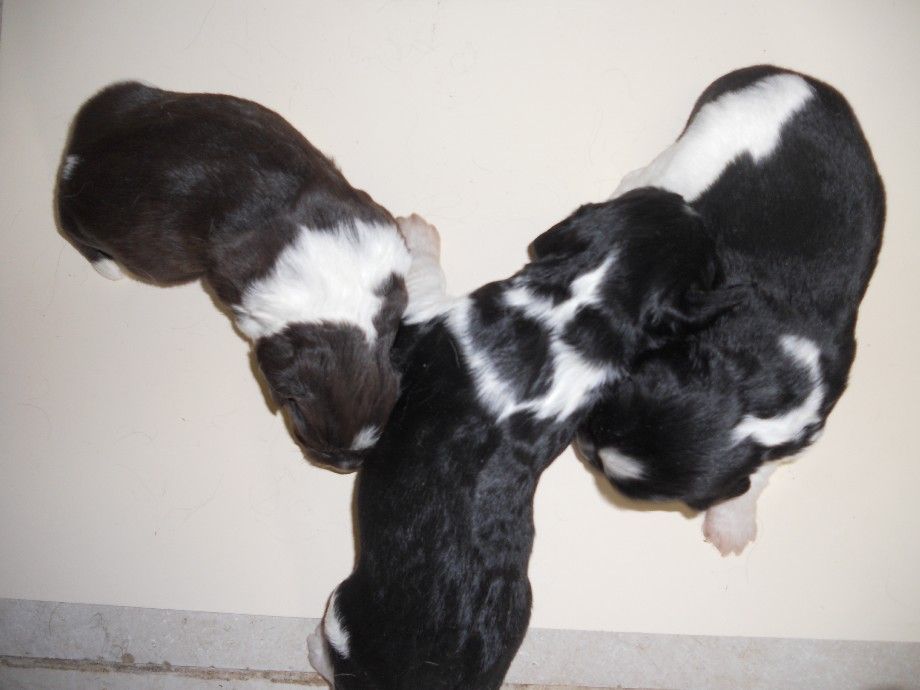 Chiot English Springer Spaniel de la Vallée du Polisan