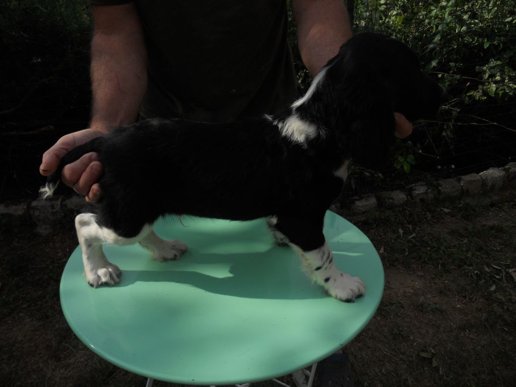 de la Vallée du Polisan - Chiots disponibles - English Springer Spaniel