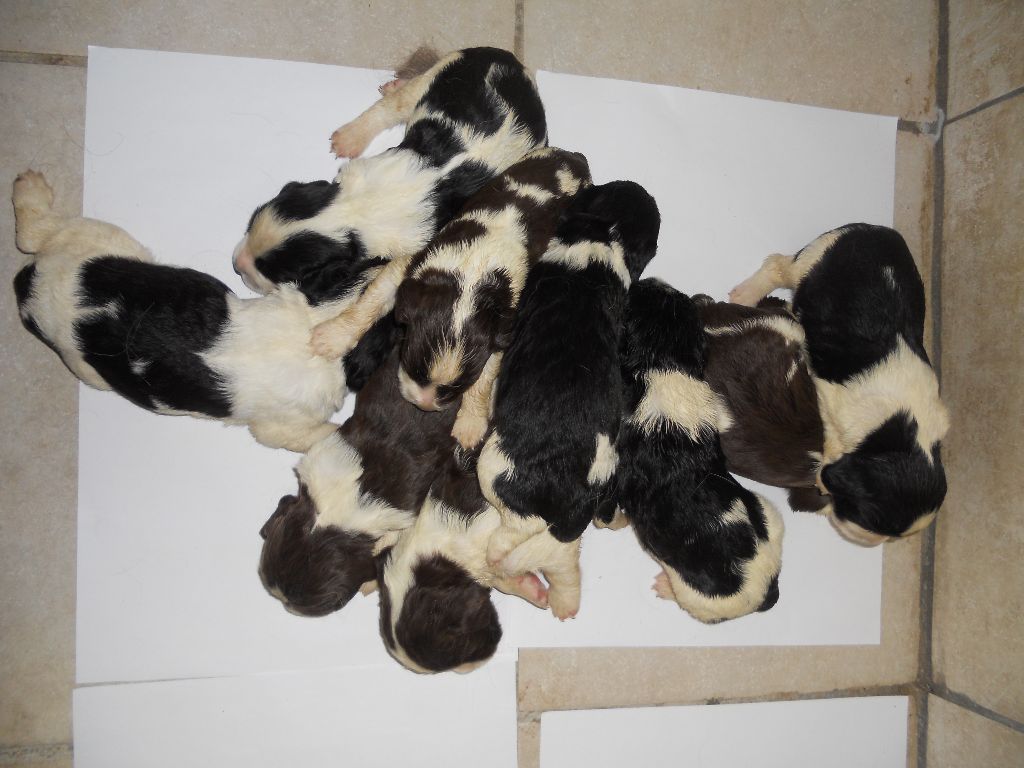 de la Vallée du Polisan - Chiots disponibles - English Springer Spaniel