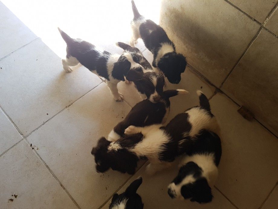 Chiot English Springer Spaniel de la Vallée du Polisan