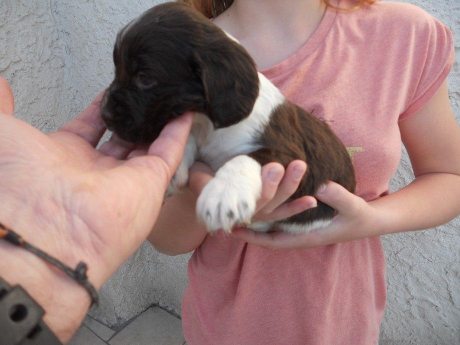 de la Vallée du Polisan - Chiots disponibles - English Springer Spaniel